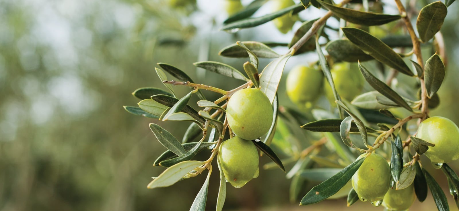 Sevdiklerinize
Ege'den Hediye