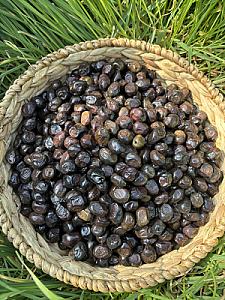 Special Gemlik(201-230) - 10 KG