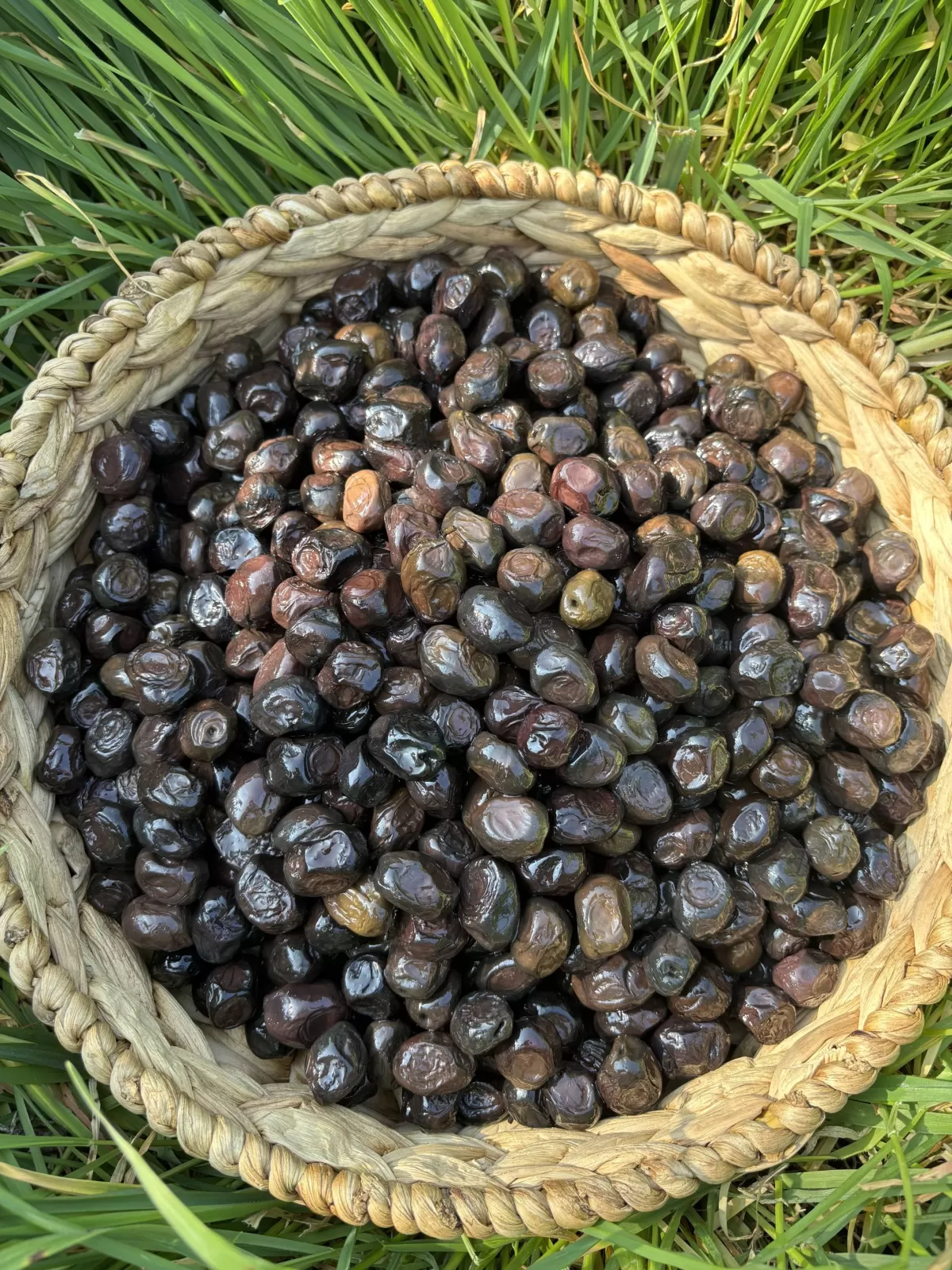 Special Gemlik(201-230) - 10 KG