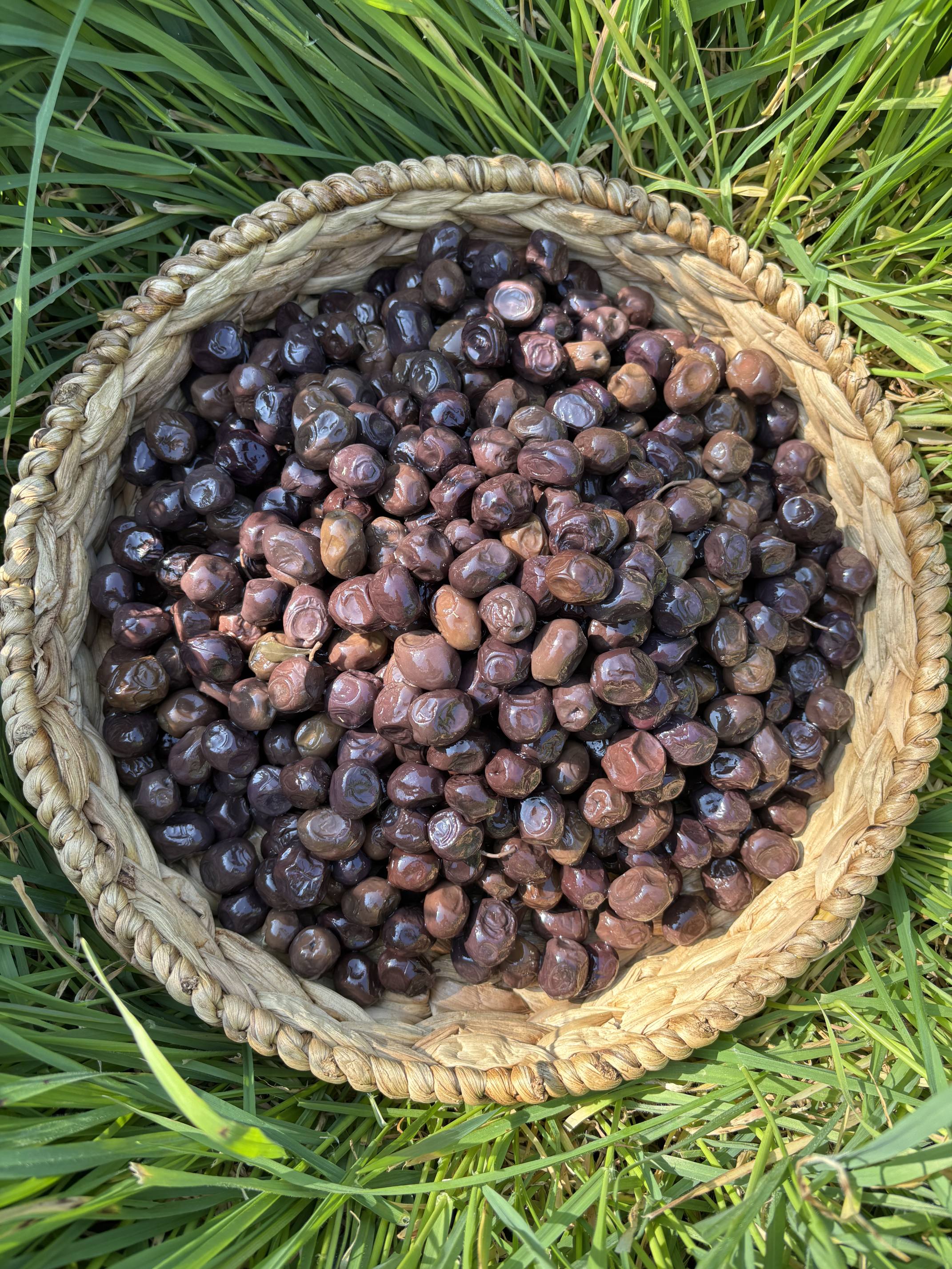 Şampiyon Gemlik(261-290) - 10 KG