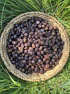 Şampiyon Gemlik(261-290) - 10 KG