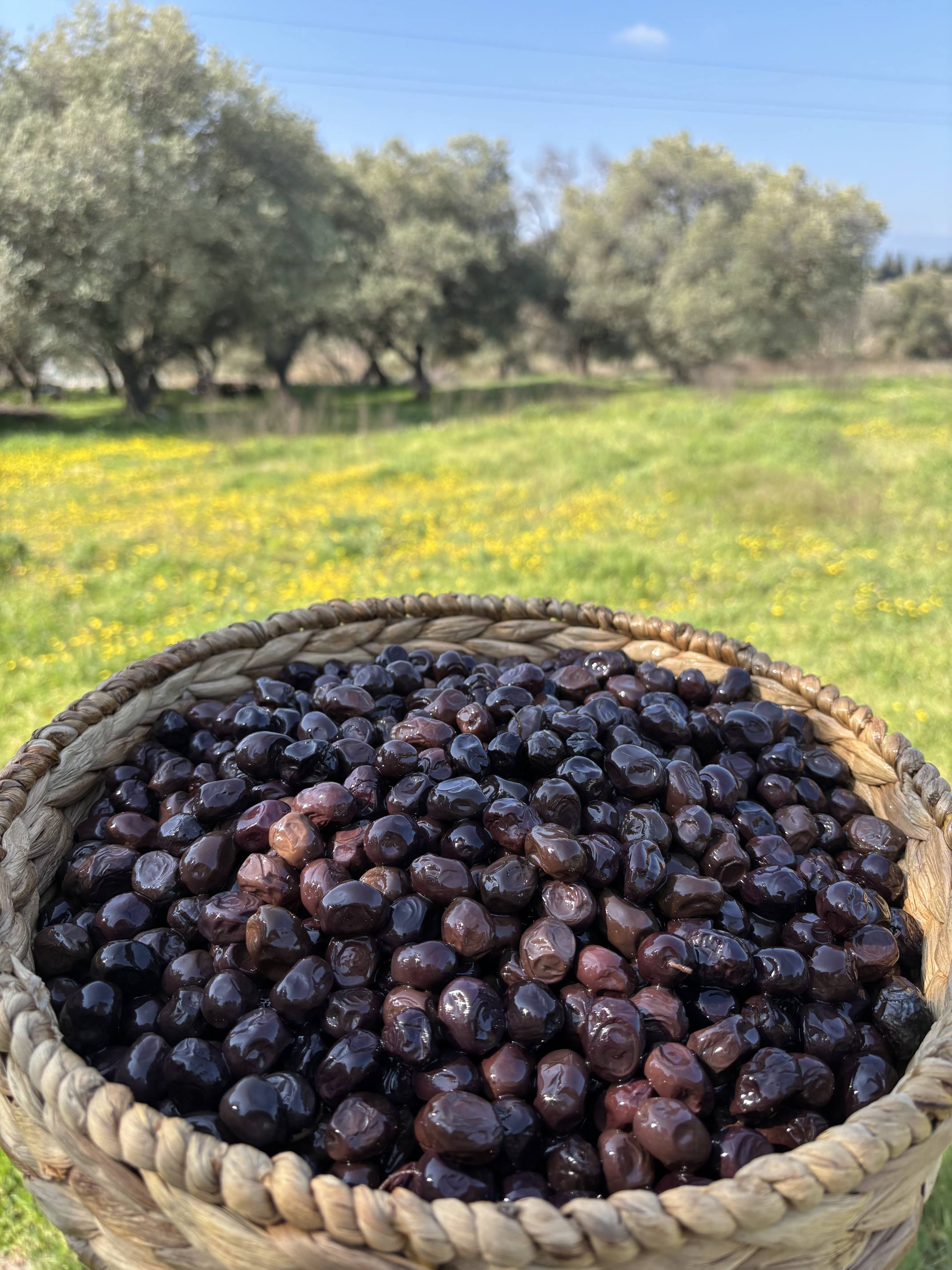 Jumbo Gemlik(321-350) - 10 KG