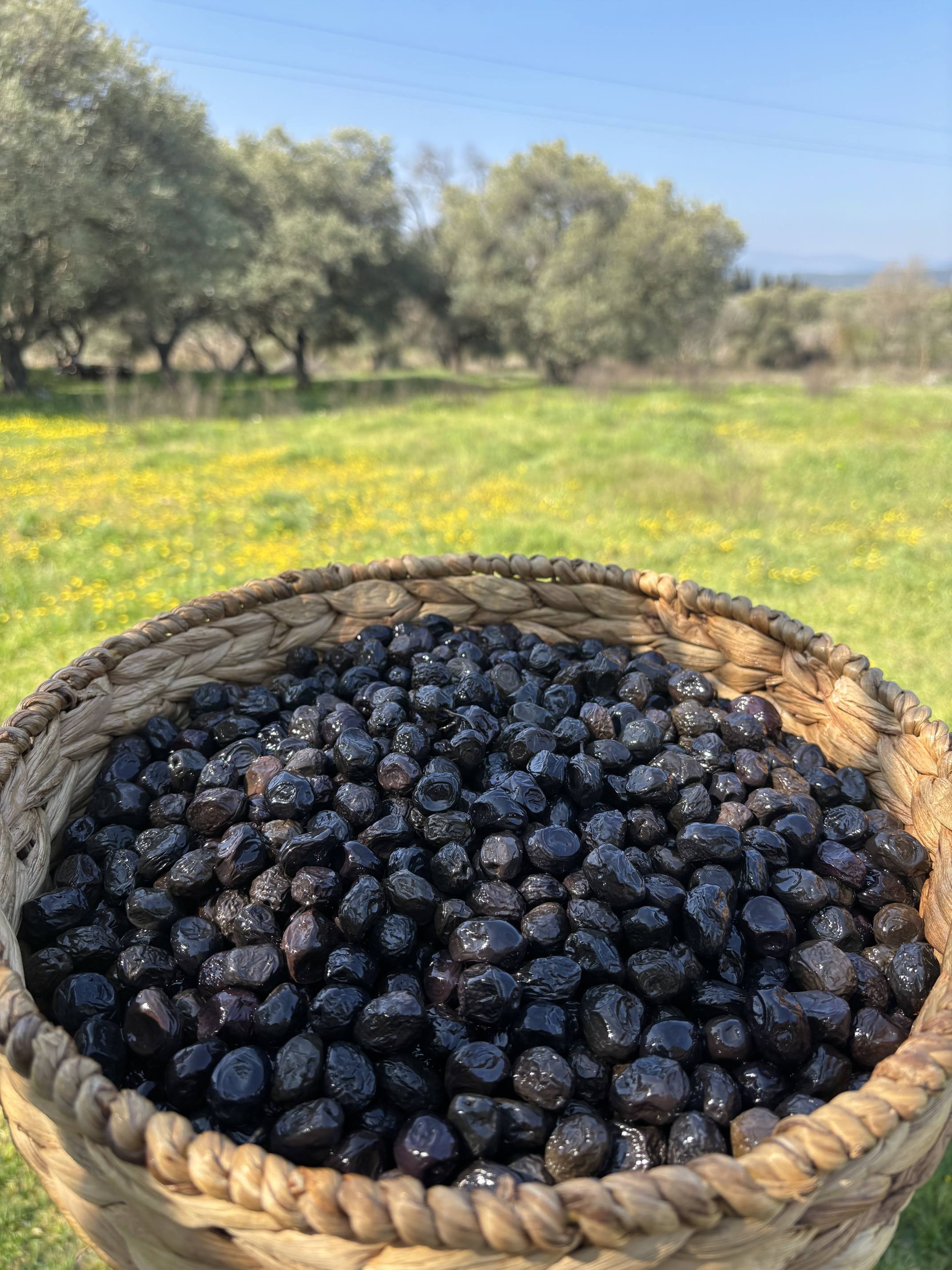 Hususi Gemlik(381-420) - 10 KG