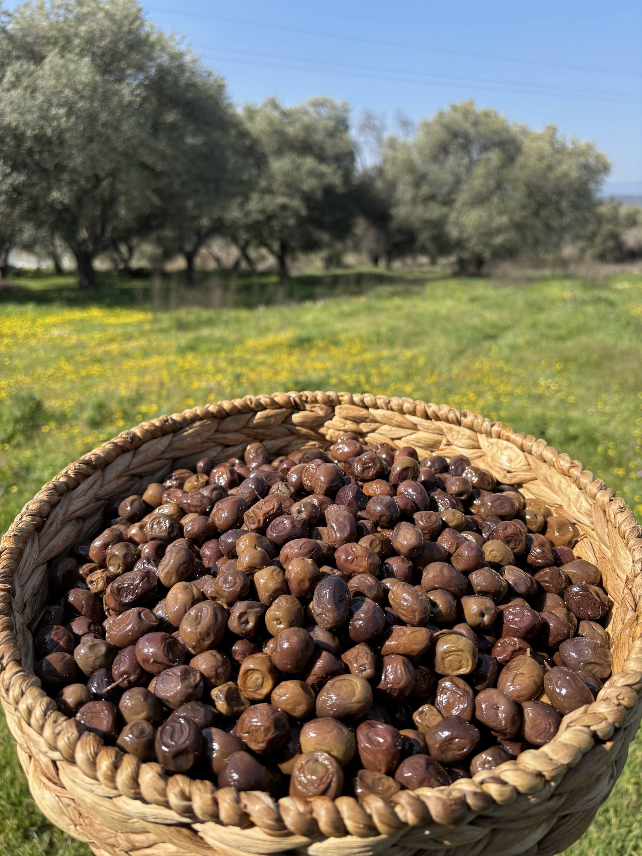 Erken Hasat Gemlik Zeytin(290-320) - 10 KG