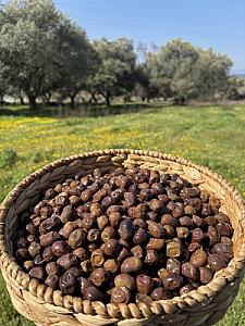 Erken Hasat Gemlik Zeytin(290-320) - 10 KG