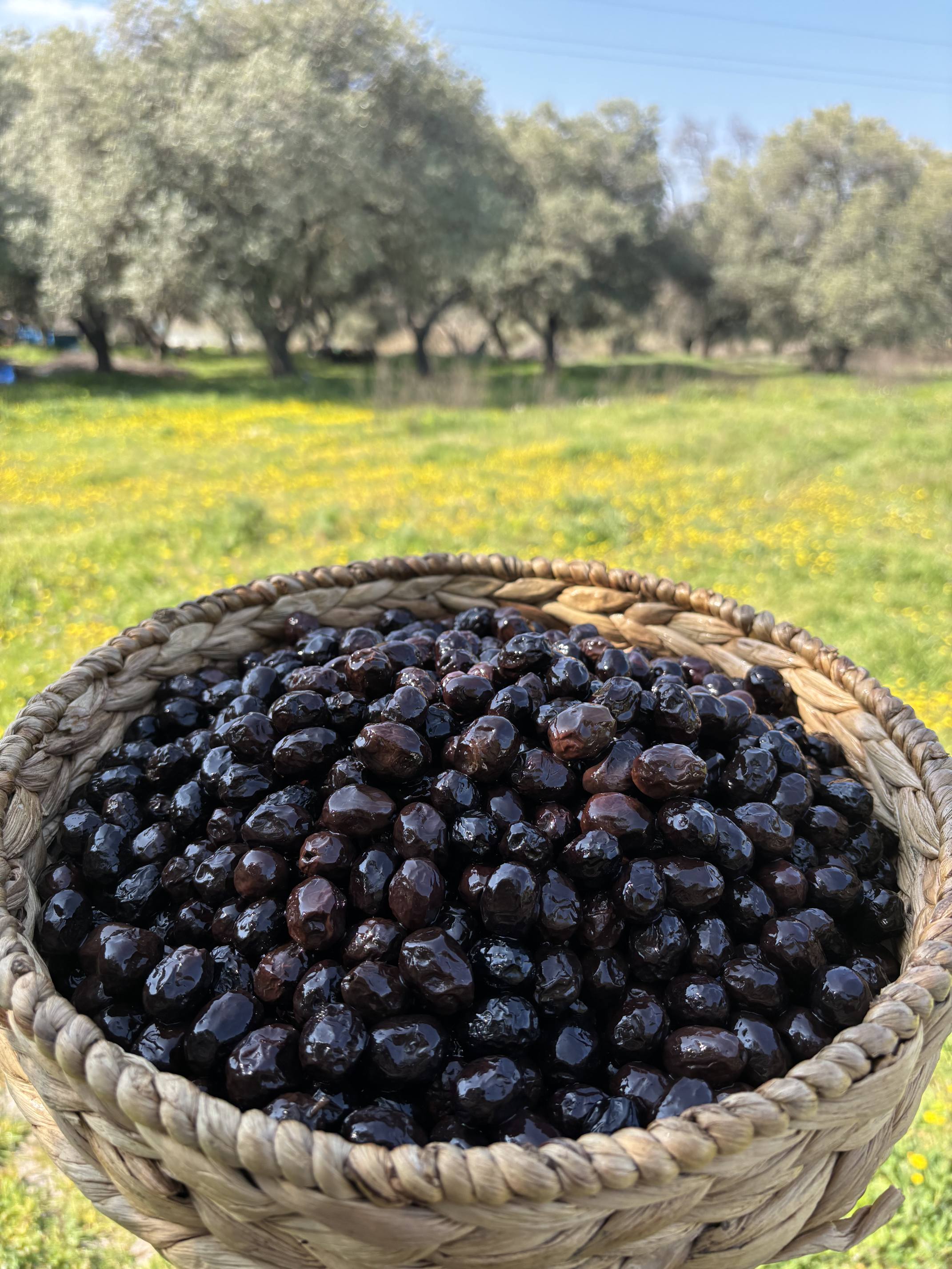 Gedikoğlu Geleneksel Ezine Sele Siyah Zeytin - 9 KG
