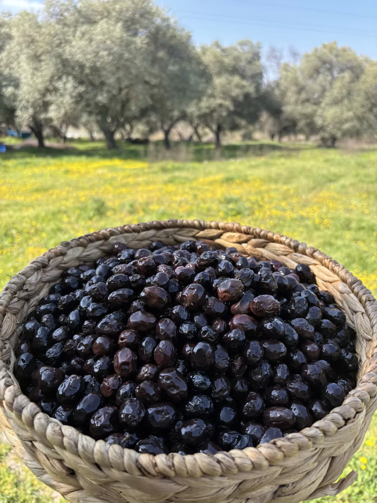 Gedikoğlu Geleneksel Ezine Sele Siyah Zeytin - 9 KG
