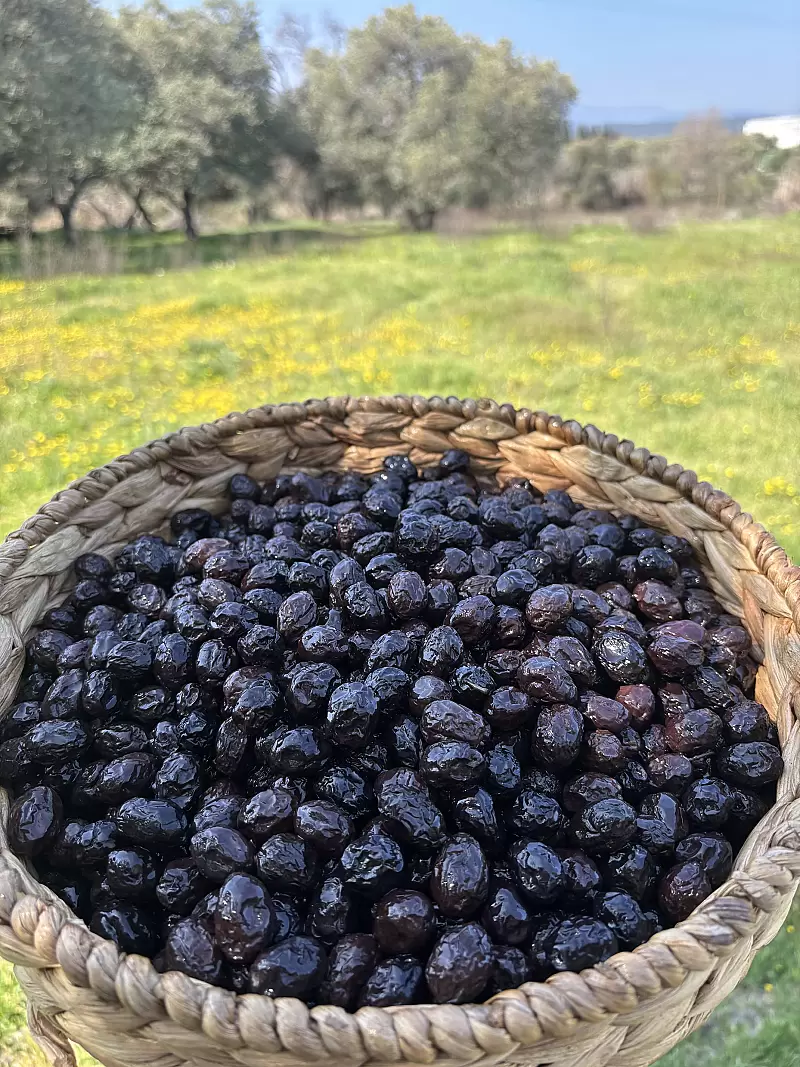 Gedikoğlu Geleneksel Kuru Sele Siyah Zeytin  (351-380)2XS
