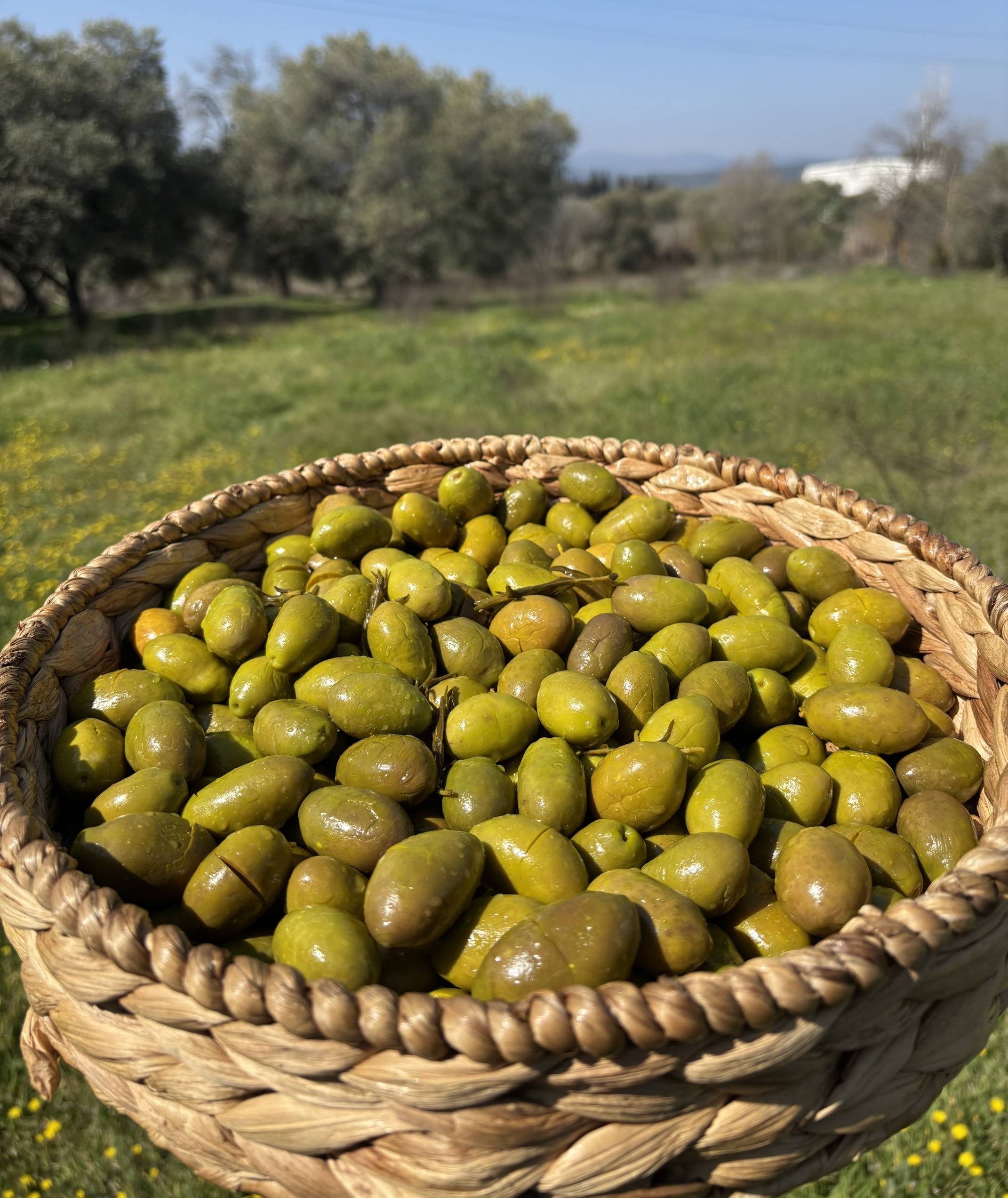 Gedikoğlu İri Boy Kalamata Kırma Yeşil Zeytin (101-130 Kalibre) 10 KG