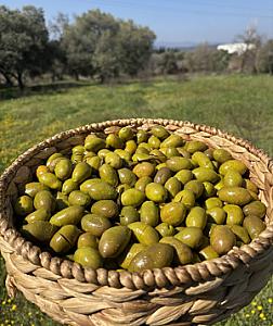 Gedikoğlu İri Boy Kalamata Kırma Yeşil Zeytin (101-130 Kalibre) 10 KG