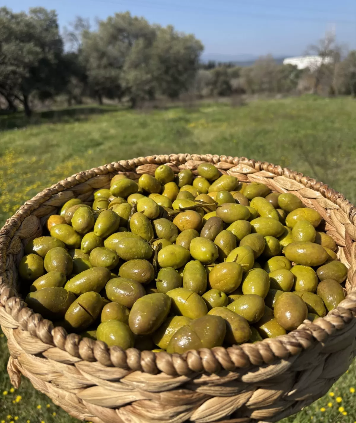 Gedikoğlu İri Boy Kalamata Kırma Yeşil Zeytin (101-130 Kalibre) 10 KG