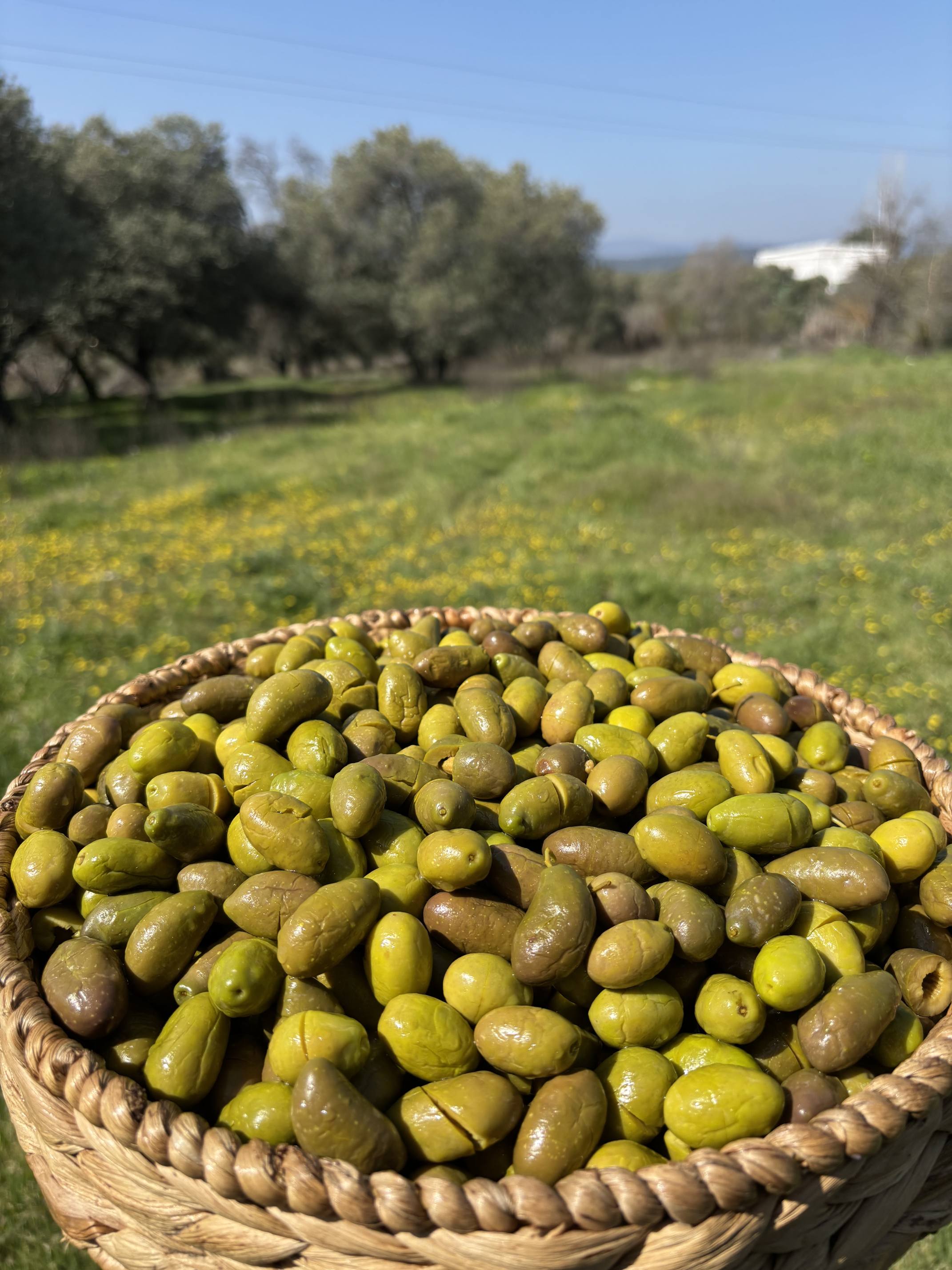 Gedikoğlu Naturel Kırma Yeşil Zeytin (161-180 Kalibre) 10 KG