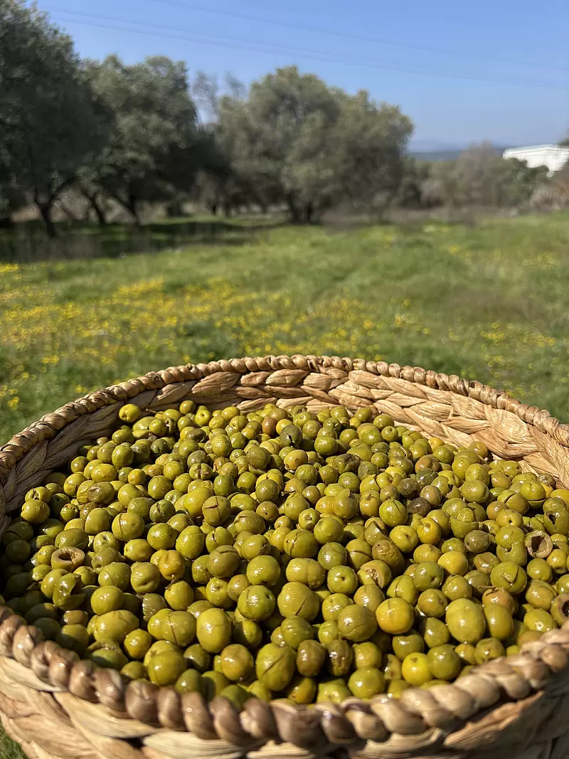 Gedikoğlu Doğal Halhalı Kırma Yeşil Zeytin 