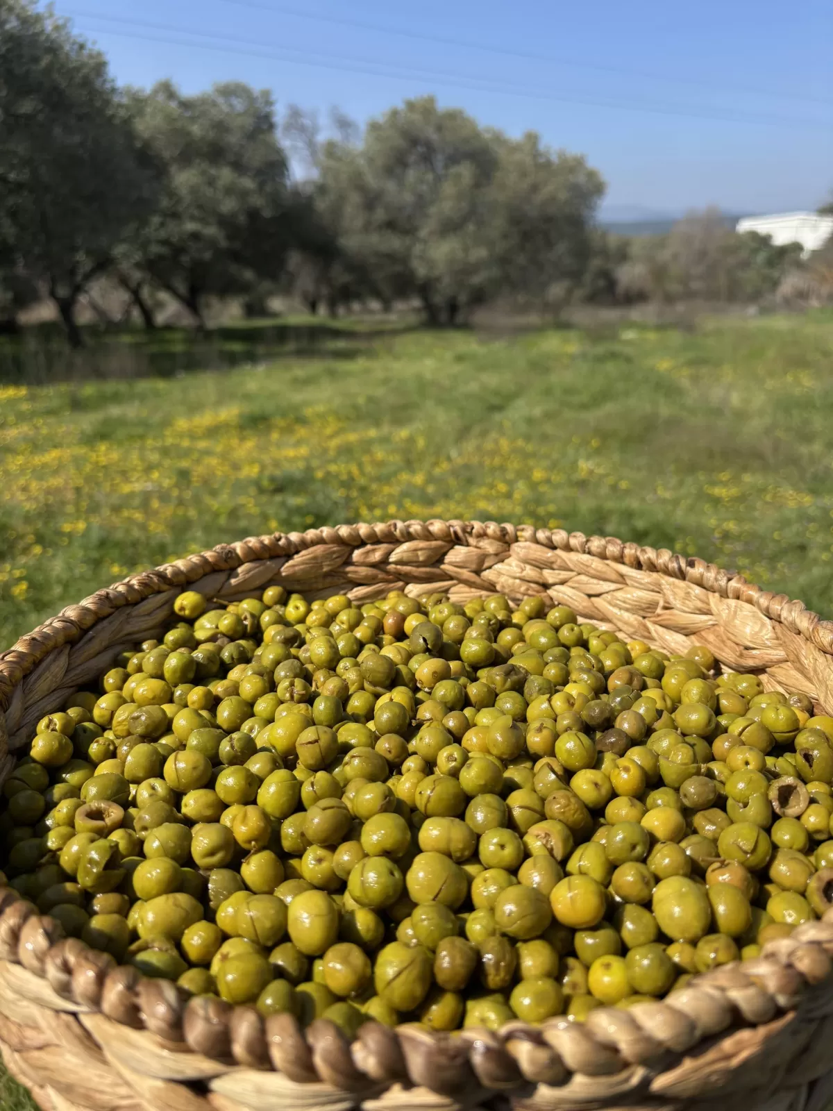 Gedikoğlu Doğal Halhalı Kırma Yeşil Zeytin 10 KG