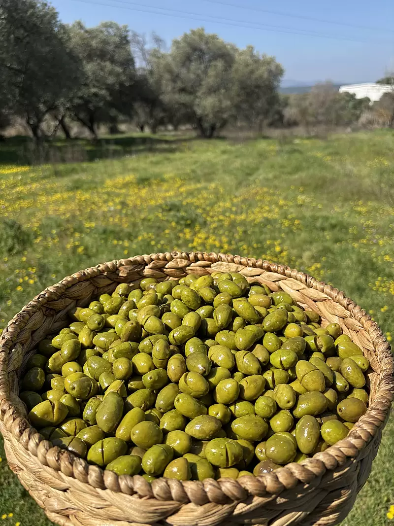 Gedikoğlu Doğal Bergama Kırma Yeşil Zeytin 