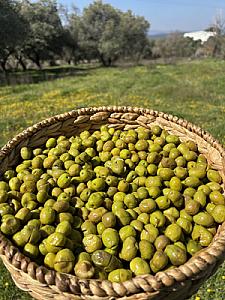 Gedikoğlu Doğal Hanım Eli Kırma Yeşil Zeytin 10 KG
