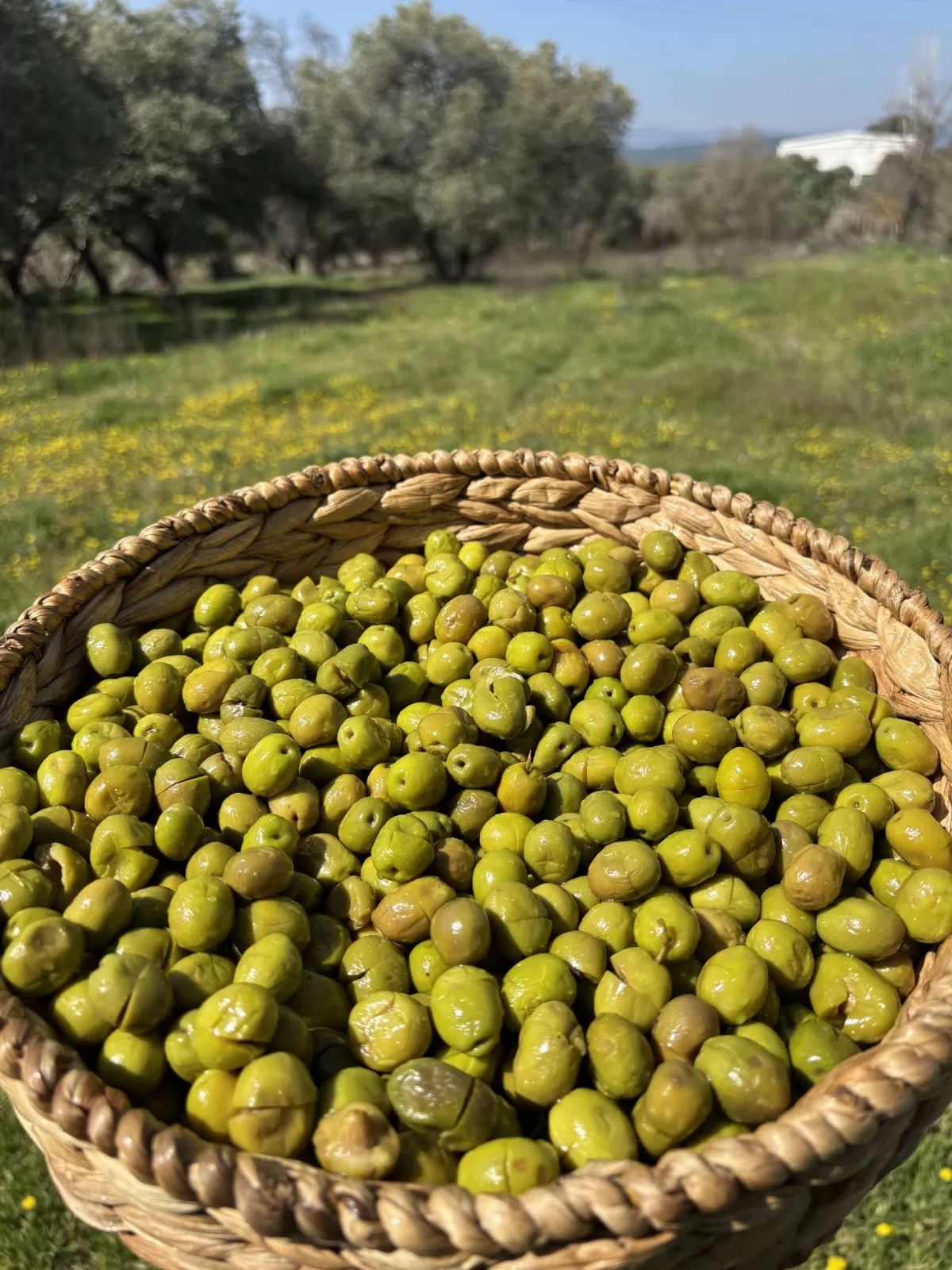 Gedikoğlu Doğal Hanım Eli Kırma Yeşil Zeytin 10 KG
