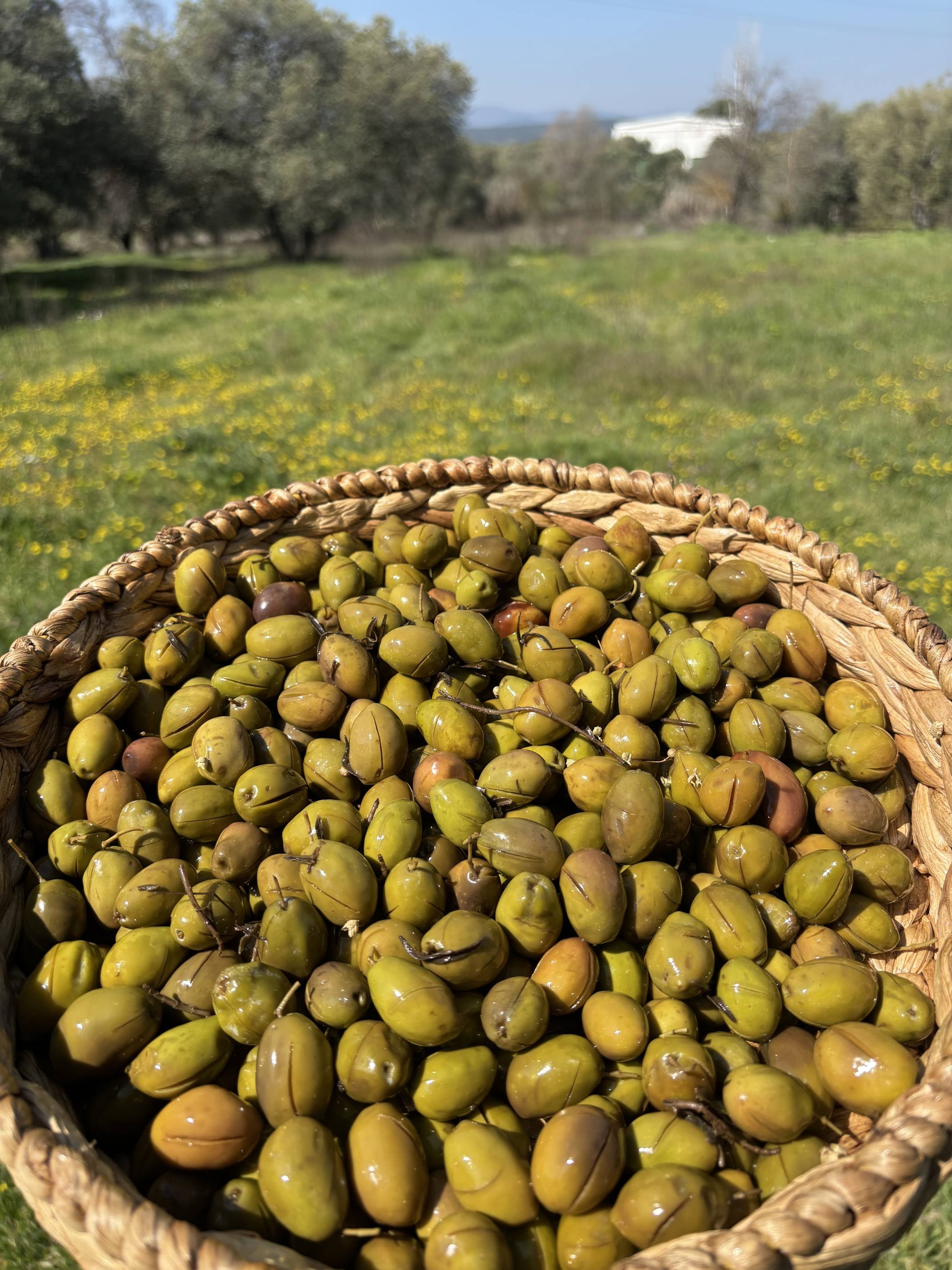 Gedikoğlu Doğal Milas Dilme (Çizik) Yeşil Zeytin 10 KG