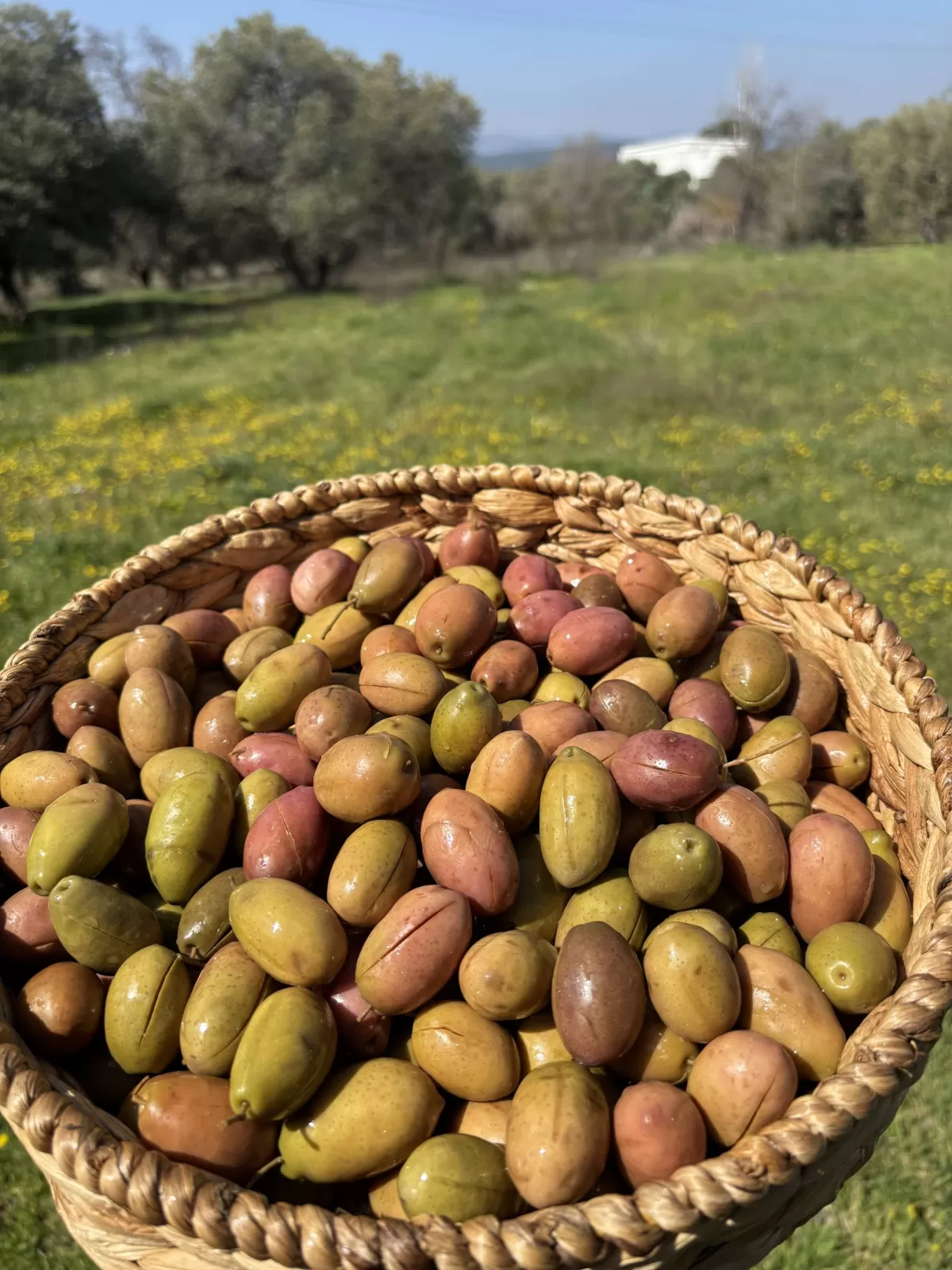 Gedikoğlu Doğal Bodrum Dilme (Pembe Çizik) Zeytin 10 KG