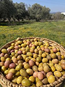 Gedikoğlu İri Boy Domat Çizik Yeşil Zeytin (101-130 Kalibre) 10 KG