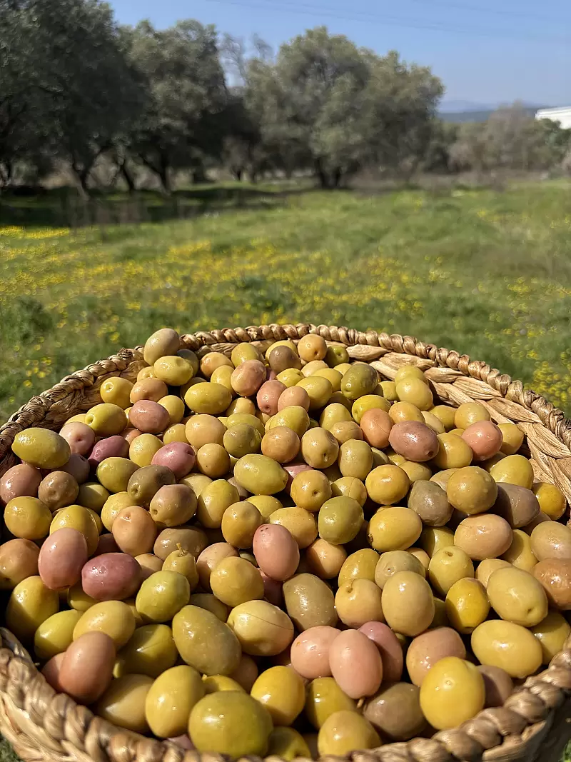 Gedikoğlu İri Boy Domat Çizik Yeşil Zeytin (101-130 Kalibre) 