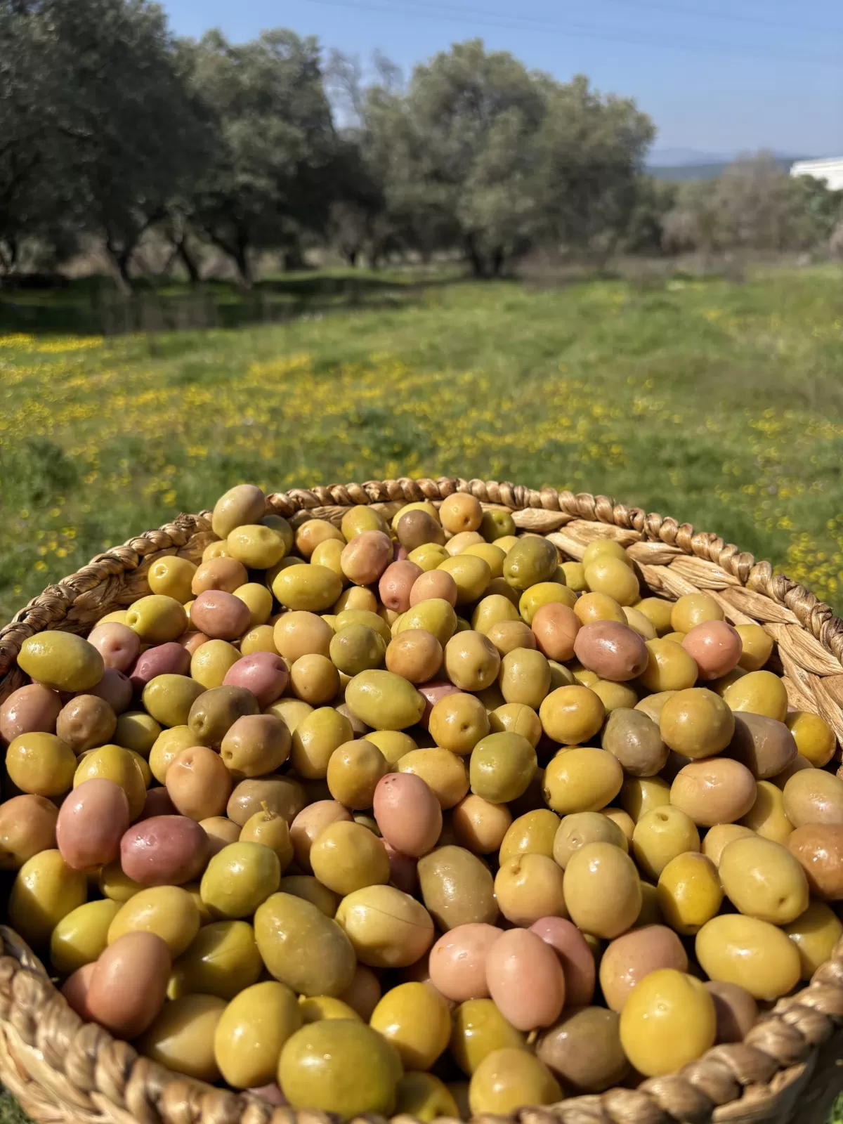 Gedikoğlu İri Boy Domat Çizik Yeşil Zeytin (101-130 Kalibre) 10 KG