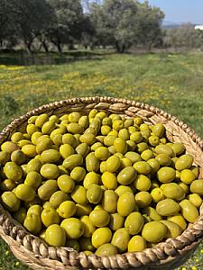 Gedikoğlu Jumbo Boy Kokteyl Yeşil Zeytin 10 KG