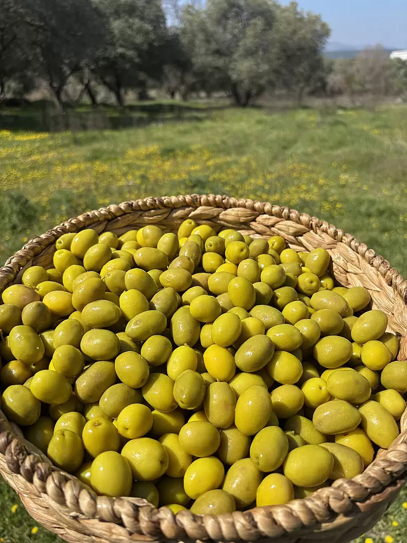 Gedikoğlu Jumbo Boy Kokteyl Yeşil Zeytin 