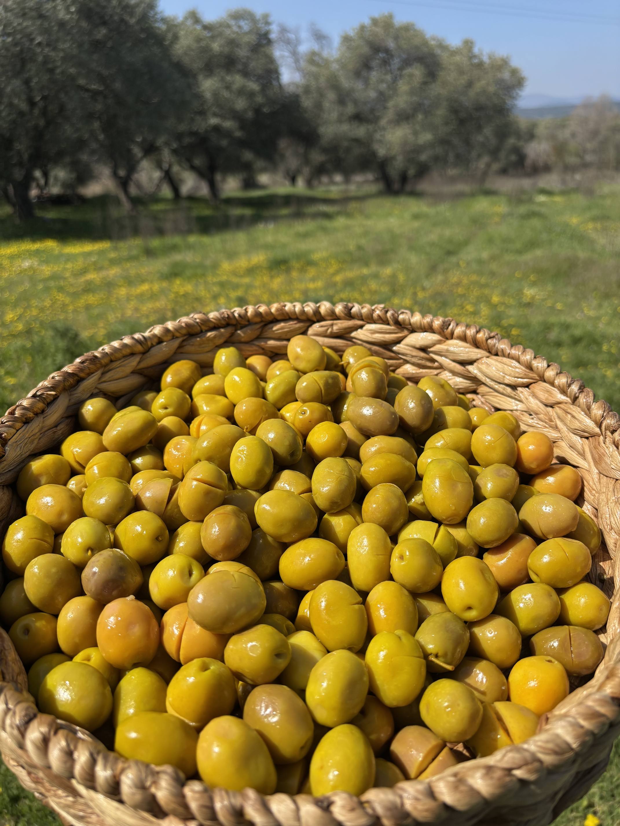 Gedikoğlu Jumbo Boy Kokteyl Kırma Yeşil Zeytin 10 KG