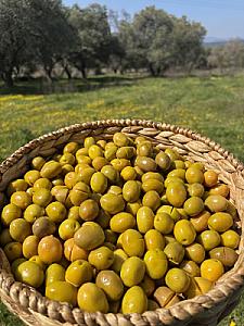 Gedikoğlu Jumbo Boy Kokteyl Kırma Yeşil Zeytin 10 KG