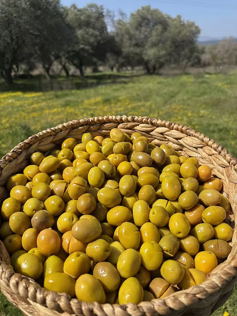 Gedikoğlu Jumbo Boy Kokteyl Kırma Yeşil Zeytin 