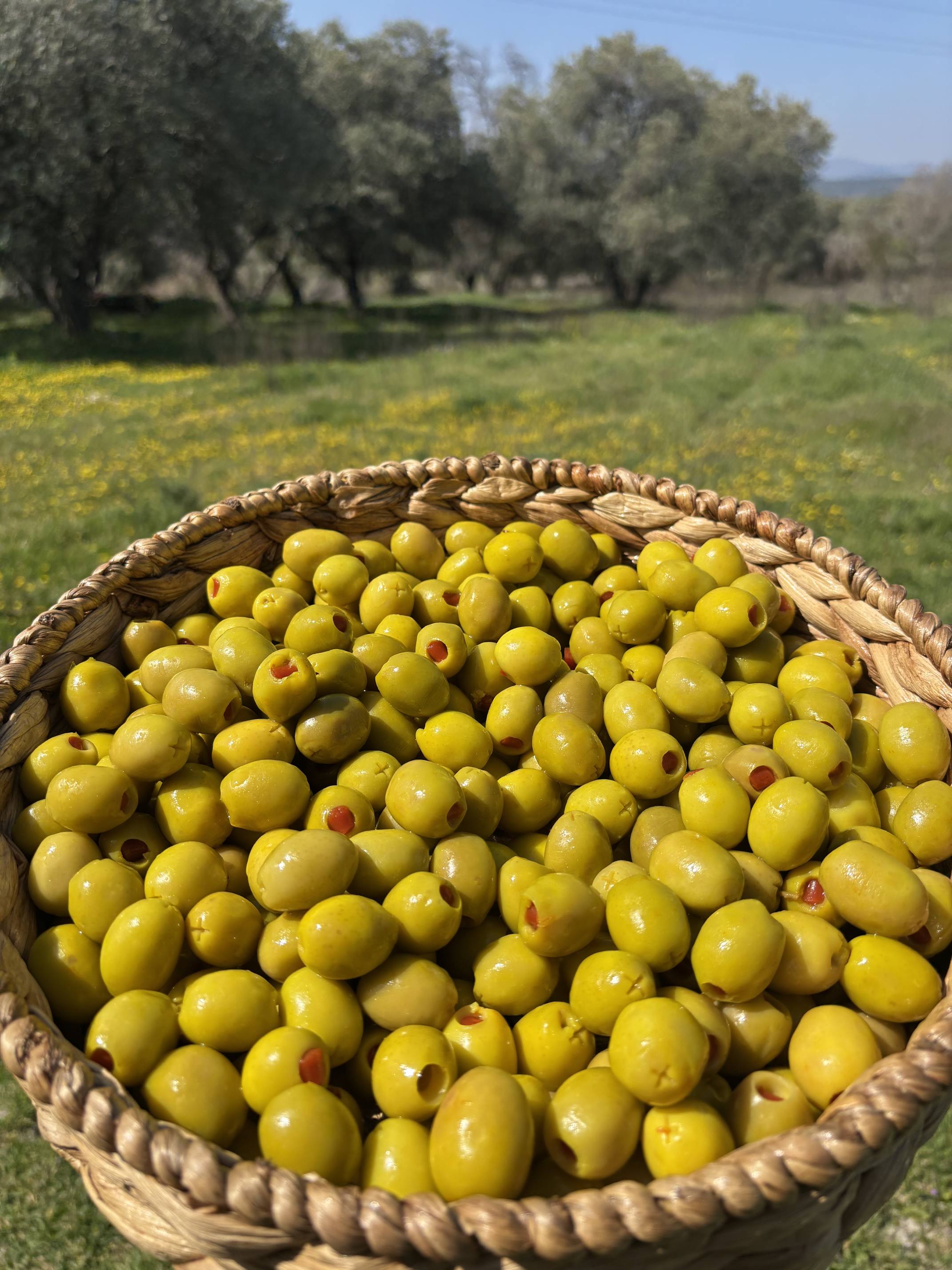 Gedikoğlu Jumbo Boy Biber Dolgulu Yeşil Zeytin 10 KG