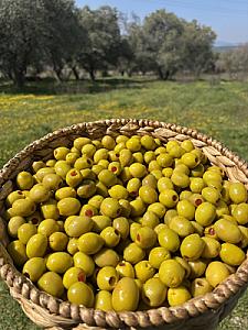 Gedikoğlu Jumbo Boy Biber Dolgulu Yeşil Zeytin 10 KG