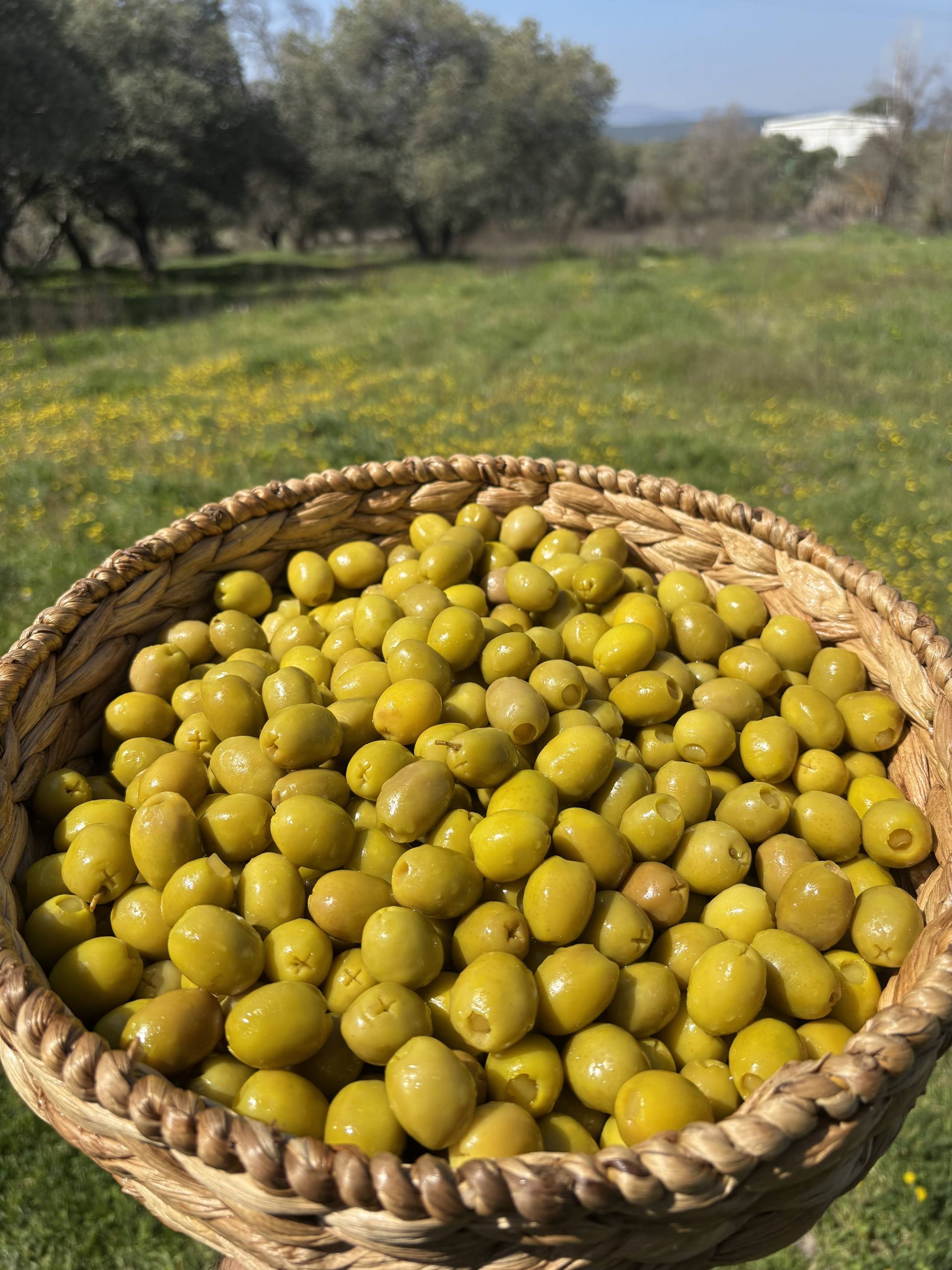 Gedikoğlu Doğal Limon Dolgulu Yeşil Zeytin 10 KG