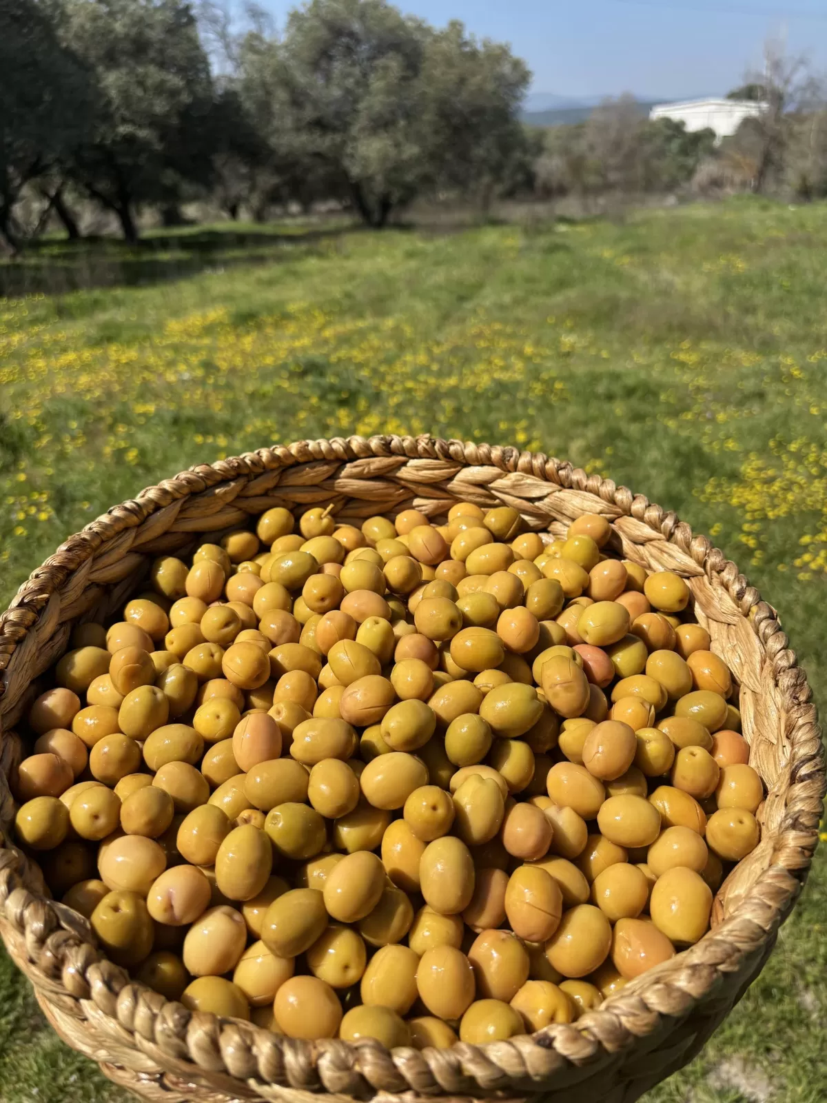 Gedikoğlu Edremit Çizik Yeşil Zeytin (201-230 Kalibre) 10 KG