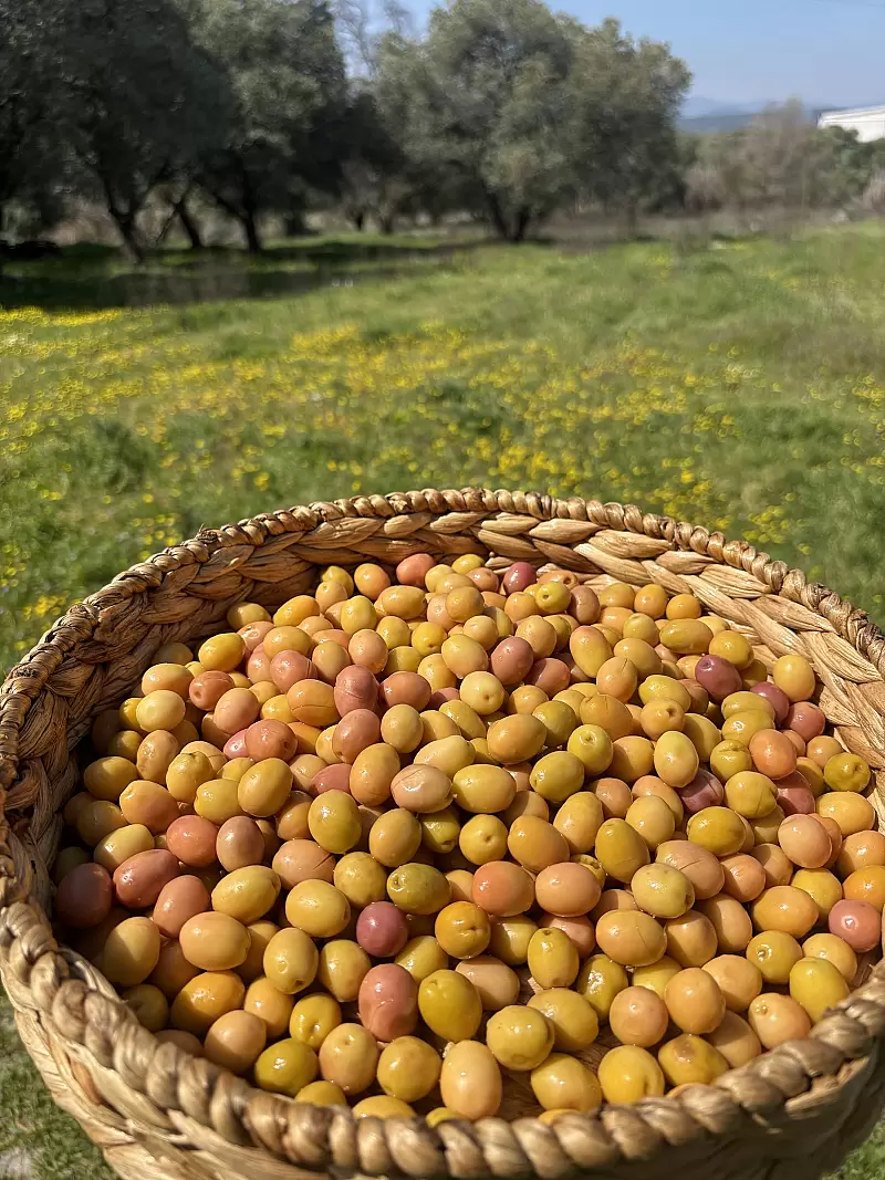 Gedikoğlu Elit Edremit Çizik Yeşil Zeytin (231-260 Kalibre) 
