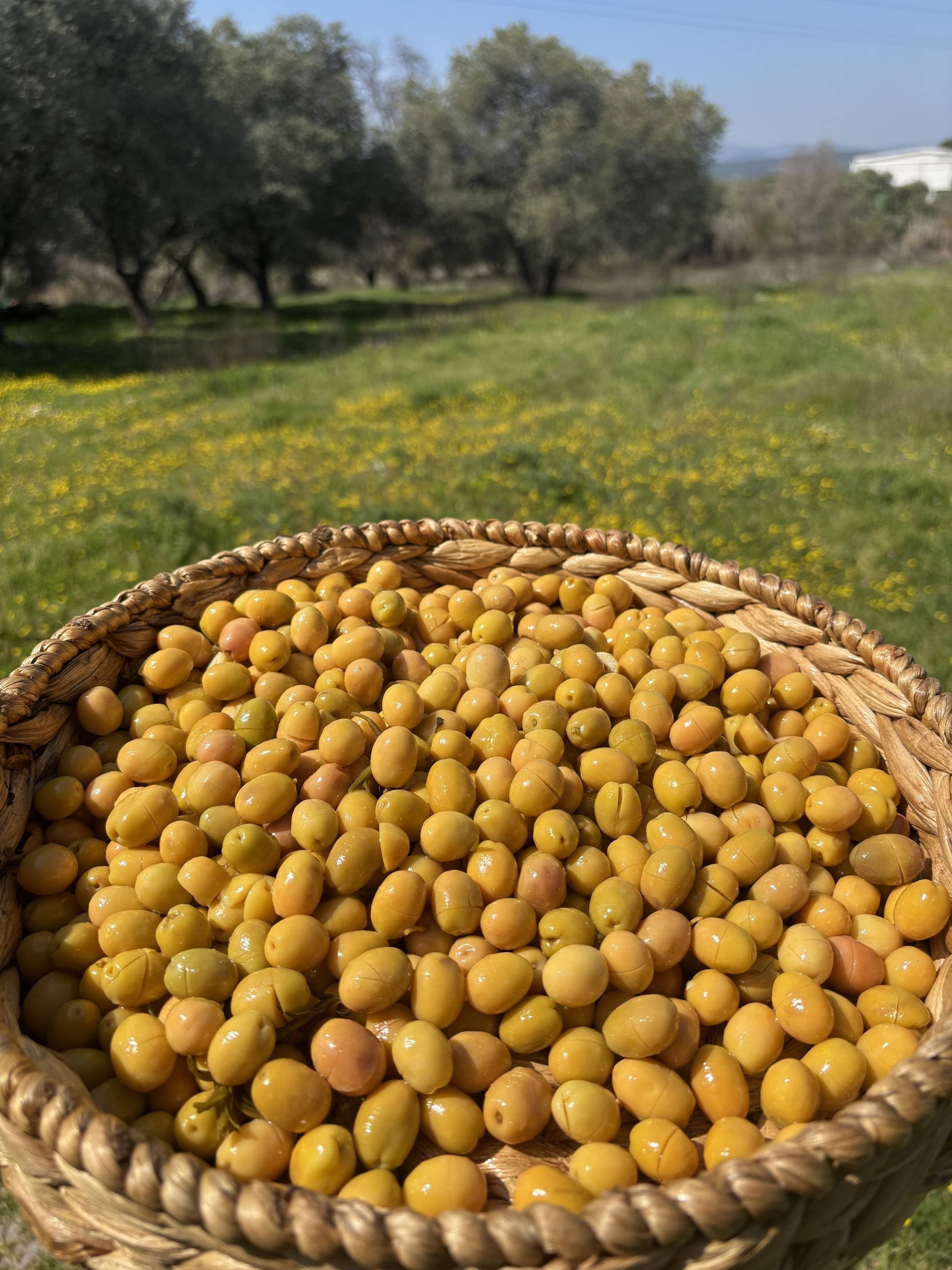 Gedikoğlu Doğal Edremit Köy Kırma Yeşil Zeytin 10 KG