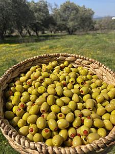 Biber Dolgulu Yeşil Zeytin 10 KG