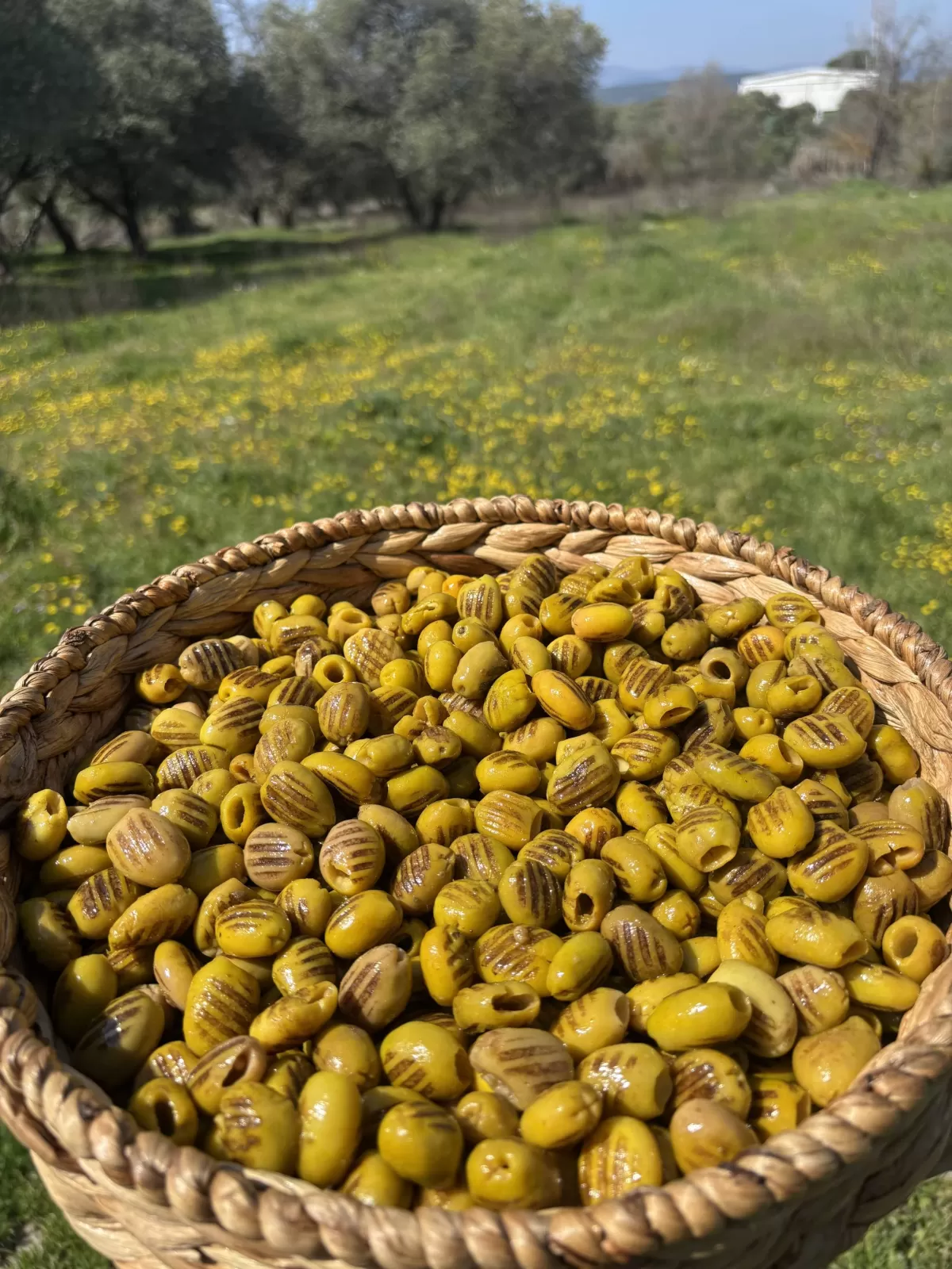 Gedikoğlu Izgara Yeşil Zeytin 9 KG