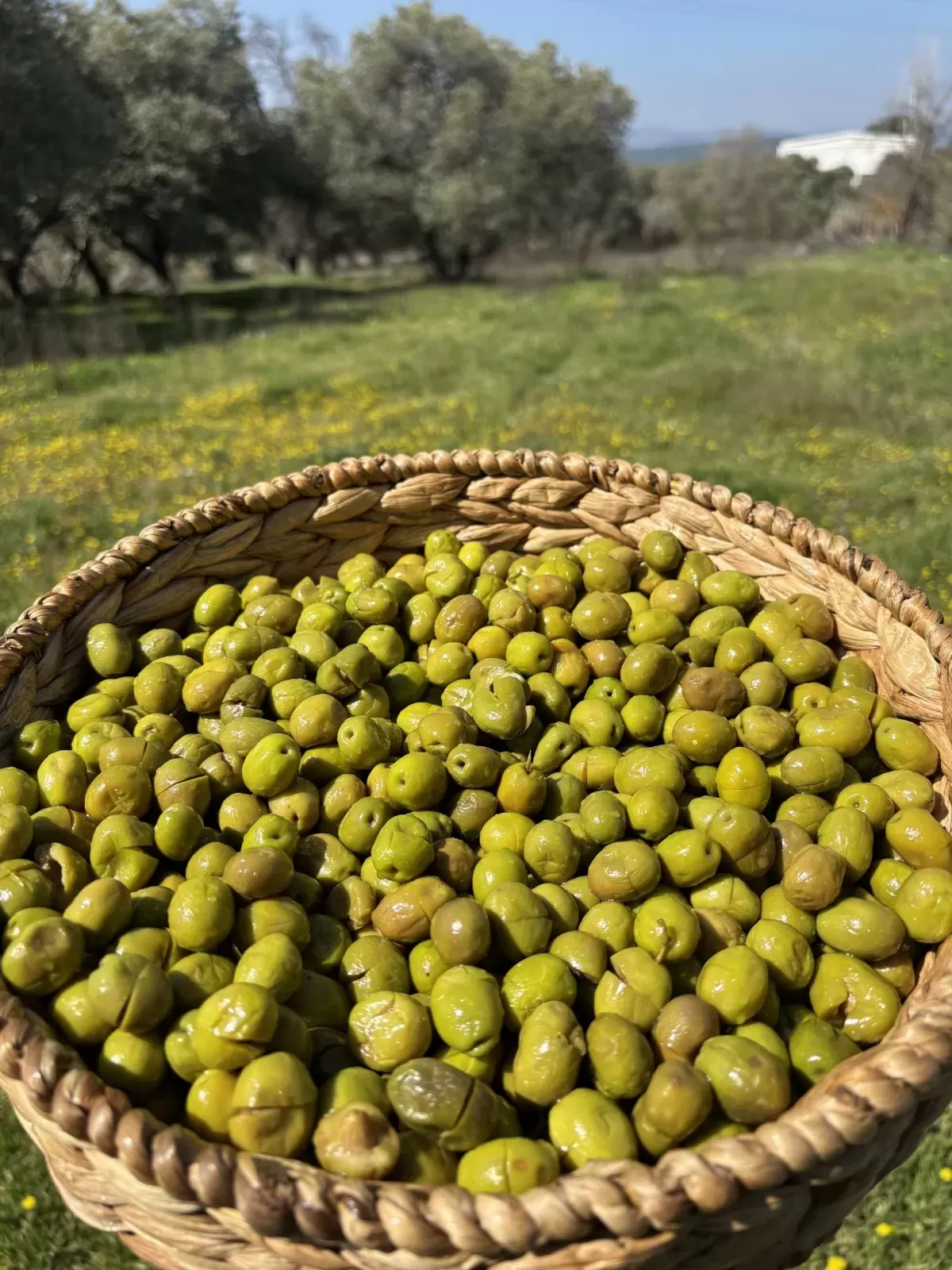 Taze Kırma(5lik)1 PET Net 3kg